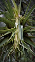 Tillandsia violacea