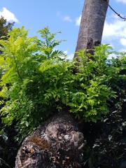 Spondias purpurea
