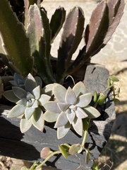 Graptopetalum