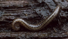 Brachyiulus