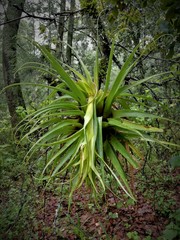 Tillandsia violacea