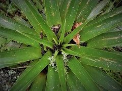 Tillandsia violacea
