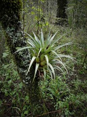Tillandsia violacea