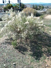 Baccharis