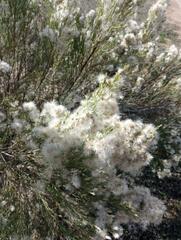 Baccharis