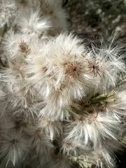 Baccharis
