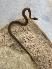 Crotaphopeltis hotamboeia