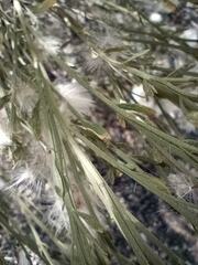 Baccharis