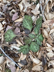 Pachysandra procumbens