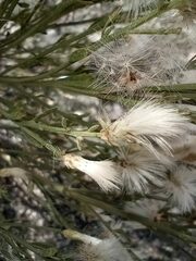 Baccharis