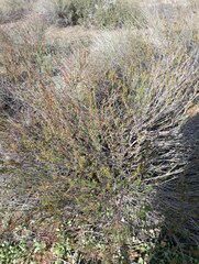 Eriogonum fasciculatum