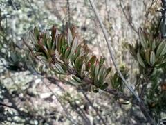 Eriogonum fasciculatum