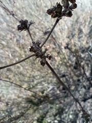 Eriogonum fasciculatum