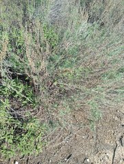 Artemisia californica