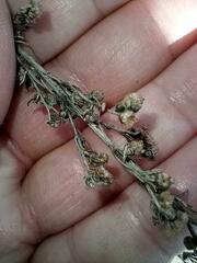 Artemisia californica