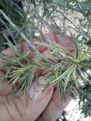 Artemisia californica