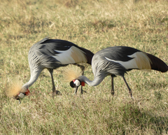 Balearica regulorum