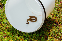 Crotaphopeltis hotamboeia