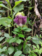 Cobaea scandens