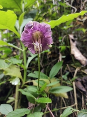 Cobaea scandens