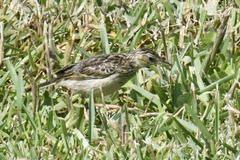 Anthus lutescens