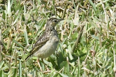 Anthus lutescens