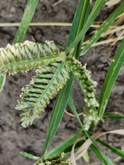 Eleusine tristachya