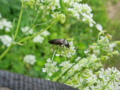 Selatosomus aeneus