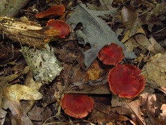 Cortinarius marylandensis