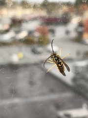 Vespula