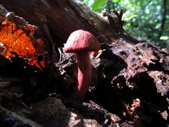 Cortinarius marylandensis