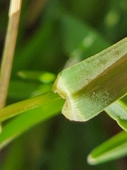 Eleusine tristachya
