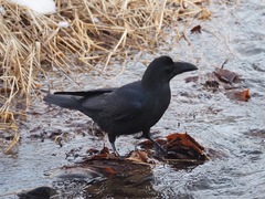 Corvus macrorhynchos