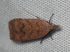 Dichomeris ventrellus