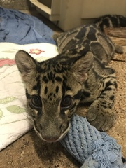 Neofelis nebulosa