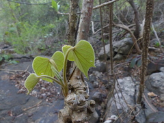 Tinospora sinensis