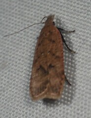 Dichomeris ventrellus