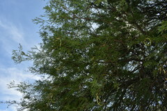 Prosopis nigra