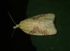 Cenopis niveana