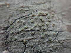 Lecanora pacifica