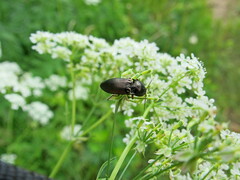Selatosomus aeneus
