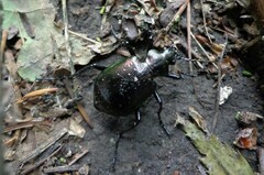 Calosoma inquisitor