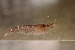 Potamalpheops