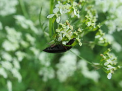 Selatosomus aeneus