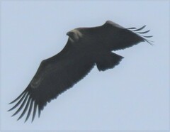Gyps fulvus fulvus