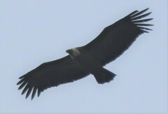 Gyps fulvus fulvus