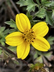 Bidens ostruthioides