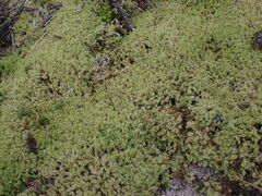 Racomitrium elongatum