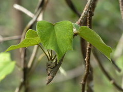 Tinospora sinensis
