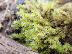 Racomitrium elongatum